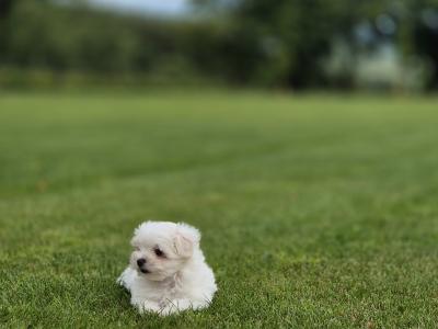 Stunning Maltese Puppys