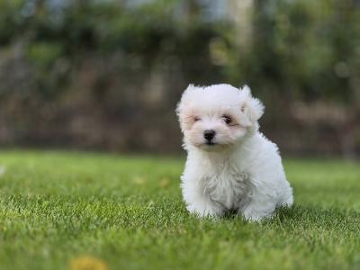 Stunning Maltese Puppys