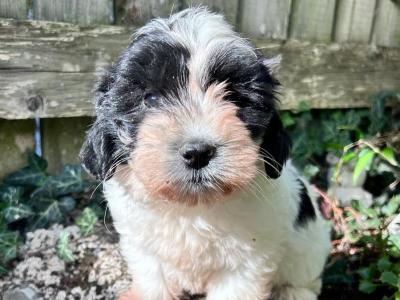 Tibetan Terrier x Bichon Frise puppies in Laois