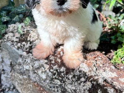 Tibetan Terrier x Bichon Frise puppies in Laois