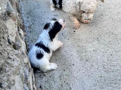 Tibetan Terrier x Bichon Frise puppies in Laois