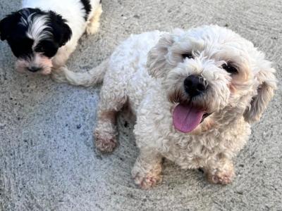 Tibetan Terrier x Bichon Frise puppies in Laois