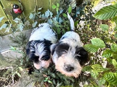 Tibetan Terrier x Bichon Frise puppies in Laois