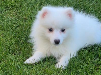 Japanese Spitz puppies in Limerick
