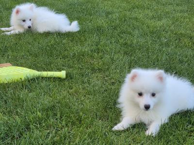 JAPANESE SPITZ PUPPYS