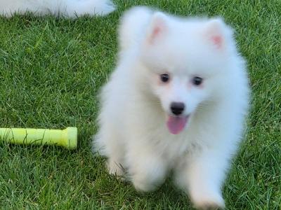 Japanese Spitz puppies in Limerick