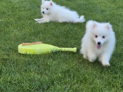 JAPANESE SPITZ PUPPYS