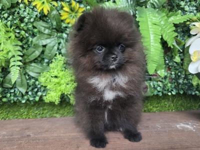 Female Tea Cup Pomeranian puppy 🐕 in Dublin