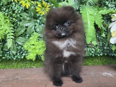 Female Tea Cup Pomeranian puppy 🐕 in Dublin