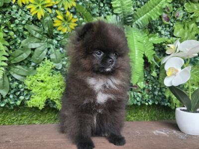 Female Tea Cup Pomeranian puppy 🐕 in Dublin