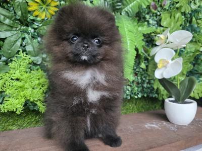 Female Tea Cup Pomeranian puppy 🐕 in Dublin