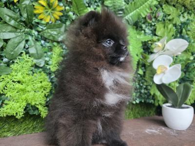 Female Tea Cup Pomeranian puppy 🐕 in Dublin