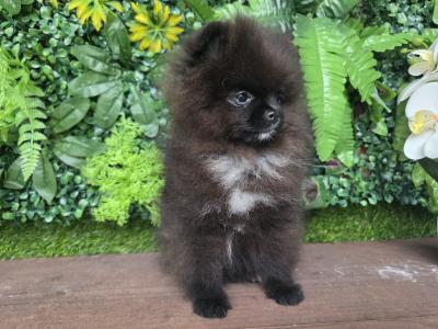 Female Tea Cup Pomeranian puppy 🐕 in Dublin