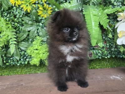 Female Tea Cup Pomeranian puppy 🐕 in Dublin