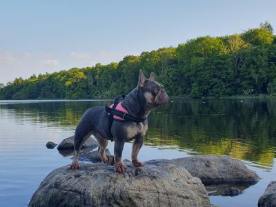 Gorgeous Pedigree French Bulldog Female