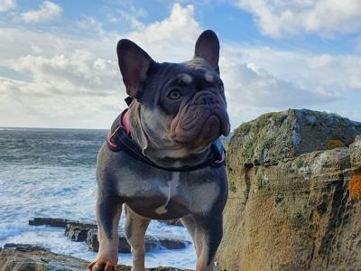 Gorgeous Pedigree French Bulldog Female