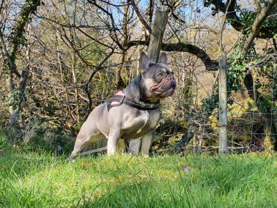 Gorgeous Pedigree French Bulldog Female