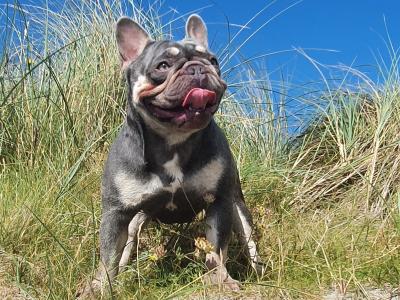 Gorgeous Pedigree French Bulldog Female