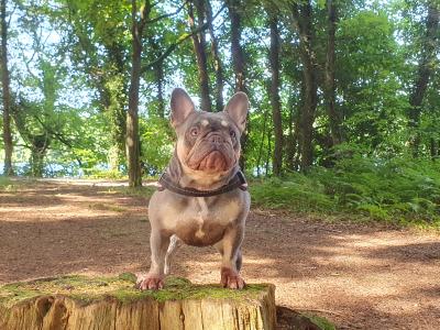 Gorgeous Pedigree French Bulldog Female