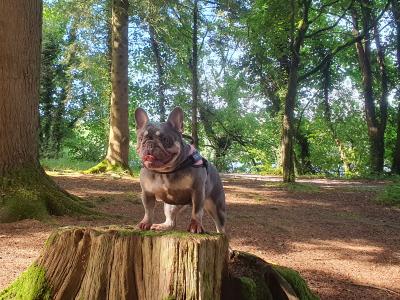 Gorgeous Pedigree French Bulldog Female