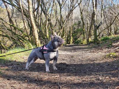 Gorgeous Pedigree French Bulldog Female
