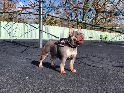 Gorgeous Pedigree French Bulldog Female