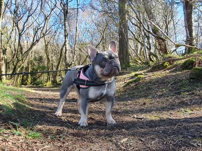 Gorgeous Pedigree French Bulldog Female