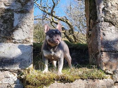 Gorgeous Pedigree French Bulldog Female
