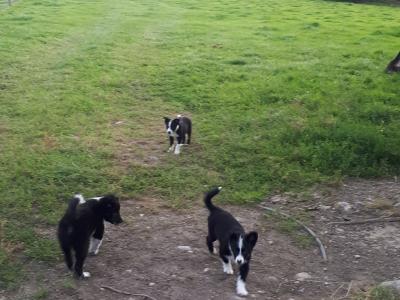 Collie Pups