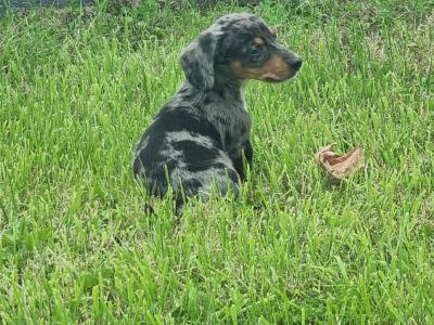Dachshund puppies