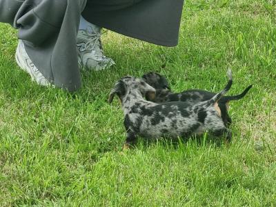 Dachshund puppies