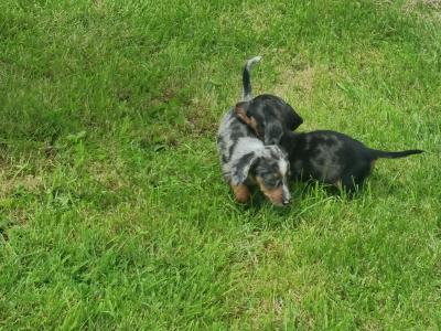 Dachshund puppies