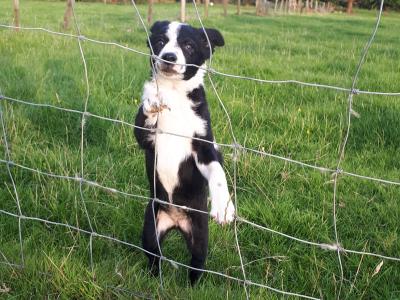 Collie Pups