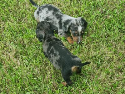 Dachshund puppies