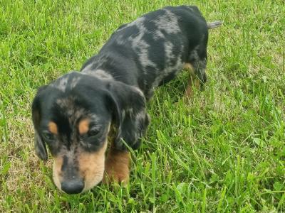 Dachshund puppies in Limerick