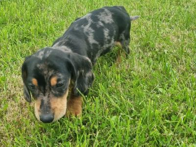 Dachshund puppies
