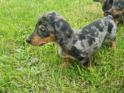 Dachshund puppies