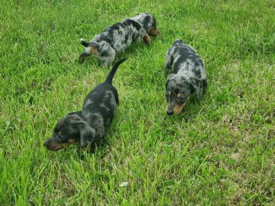 Dachshund puppies