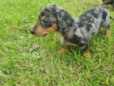 Dachshund puppies