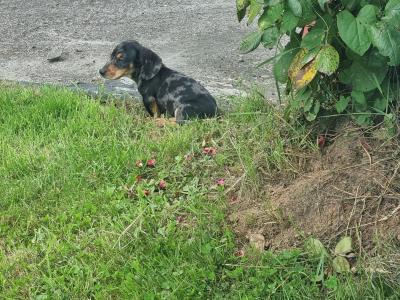 Dachshund puppies