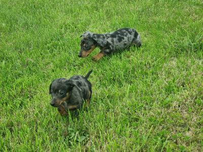 Dachshund puppies