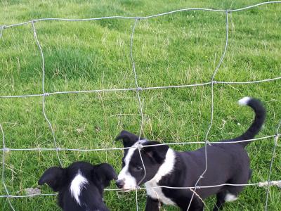 Collie Pups