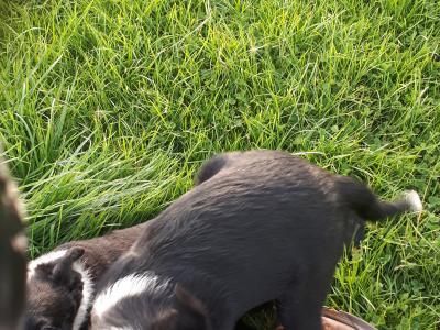 Collie Pups