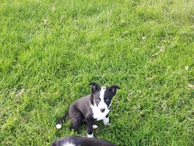 Collie Pups