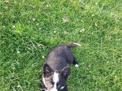 Collie Pups
