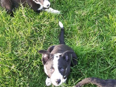 Collie Pups