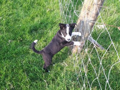 Collie Pups
