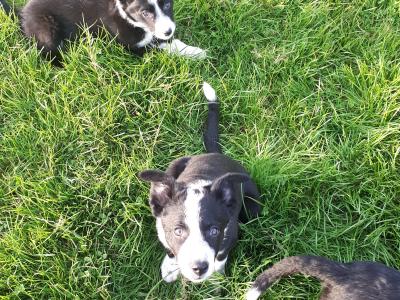 Collie Pups