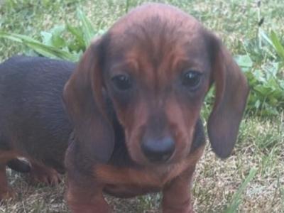 Purebred IKC Registered miniature Daschund puppies in Laois