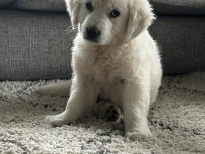 Golden Retriever puppies in Monaghan